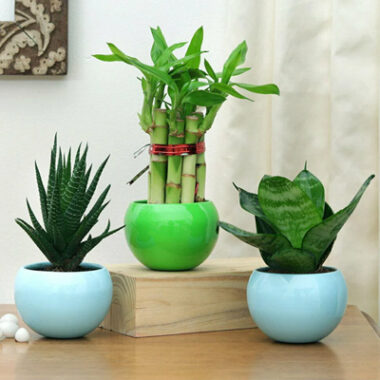 Indoor Plants