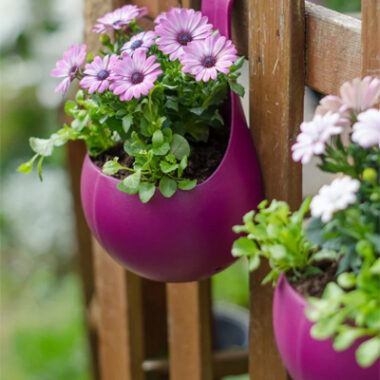 Outdoor Plants