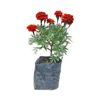 Marigold Magic