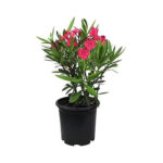 Oleander Oasis
