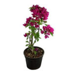 Bougainvillea Brilliance