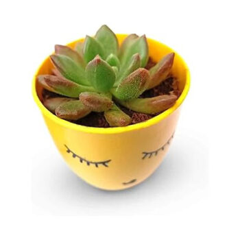 Echeveria Elegance