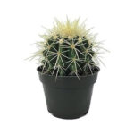 olden Barrel Cactus