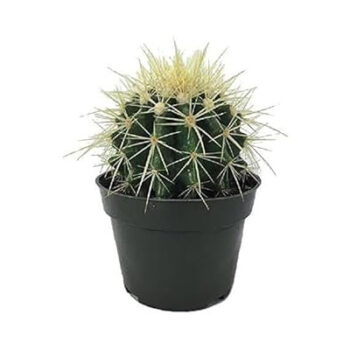olden Barrel Cactus