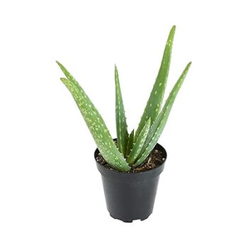 Aloe Vera Vitality