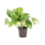 Golden Pothos Glow