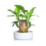 Peace Lily Purity