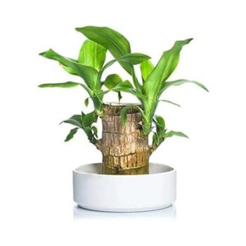 Peace Lily Purity