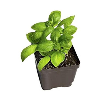 Basil Bliss