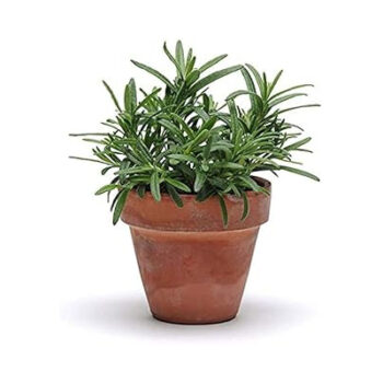 Rosemary Fresh