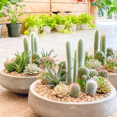 Succulents & Cacti