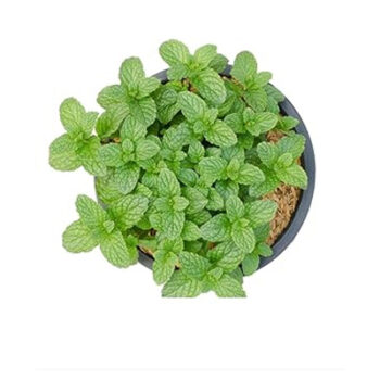 Mint Magic
